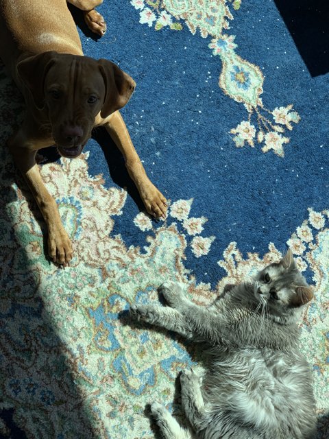 Best Friends of the Rug