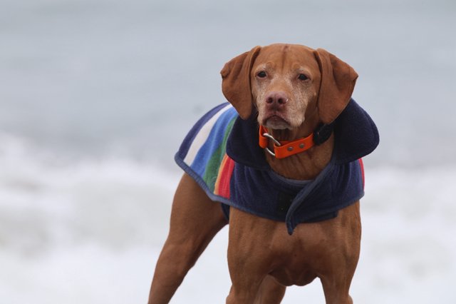 Stoic Vizsla Stands Proud at Windswept Beach