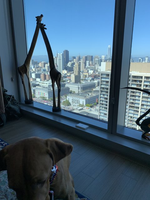 Canine Companion and the Cityscape