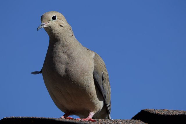 Eurasian Collared Dove Portrait Against Clear Blue Sky