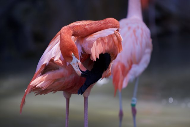 The Majestic Flamingo