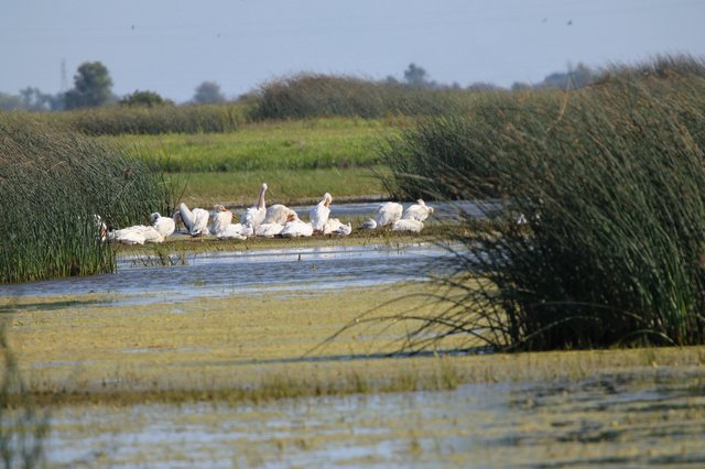 Flock of White Pelicans Resting in Wetland Marsh
