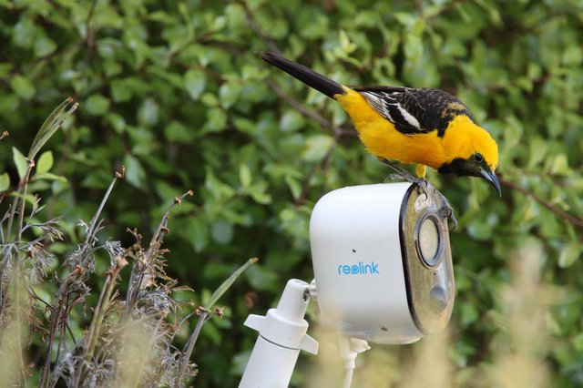 Hooded Oriole Perched on Security Camera