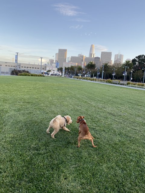 Playful Pups with a Cityscape Backdrop