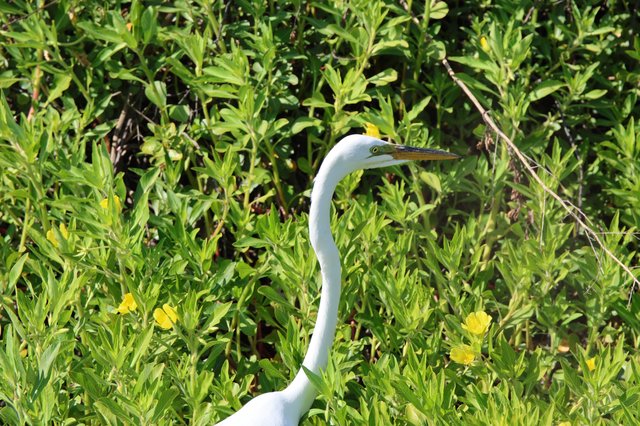 Great Egret Hunting in Wetland Wildflowers