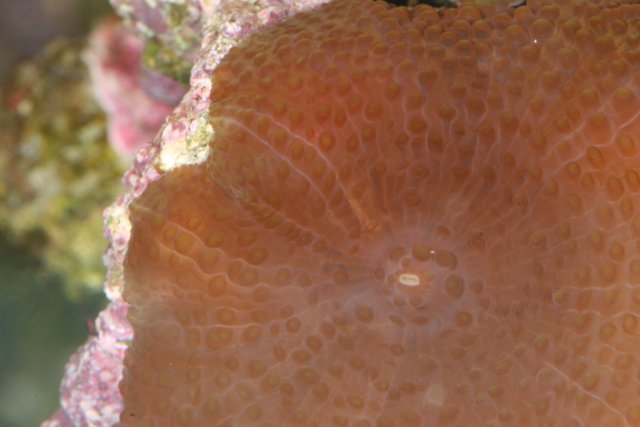 Magnificent Orange Sea Anemone