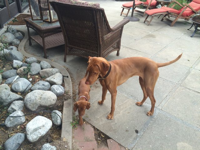 Two Dogs Enjoying the Patio