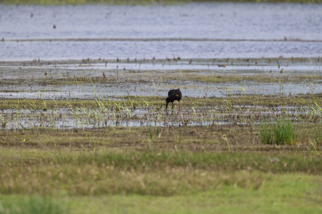 Glossy Ibis Foraging in Flooded Wetland Marsh