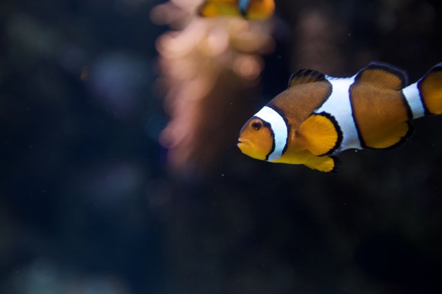 A Colorful Gathering of Clownfish