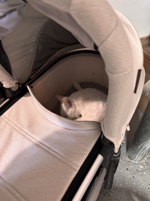 Cozy Catnap in a Stroller