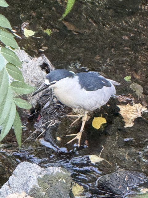 Tranquil Moment by the Creek