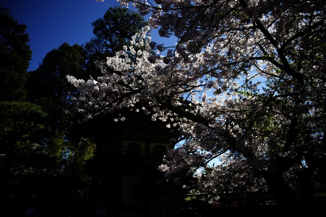 Cherry Blossoms in Full Bloom at the Japanese Tea Garden