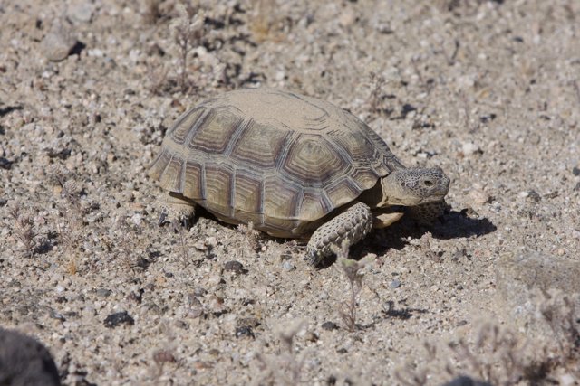 Desert Turtle in Motion