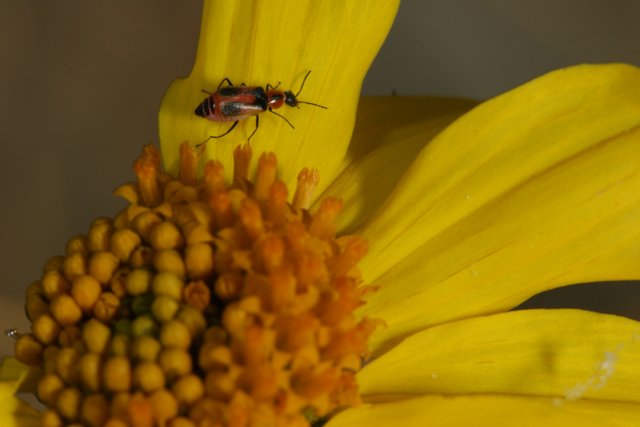 Beautiful Bug on a Daisy Flower