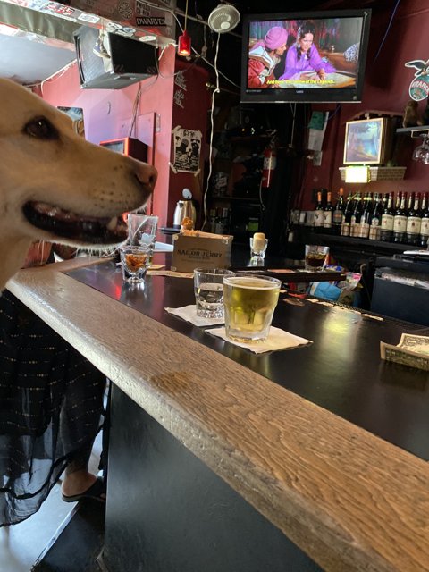 Happy Hour with my Canine Companion