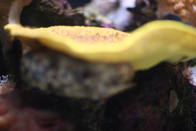 Yellow Mushroom in Aquarium