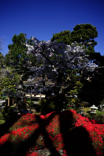 Cherry Blossom Magic at the Japanese Tea Garden
