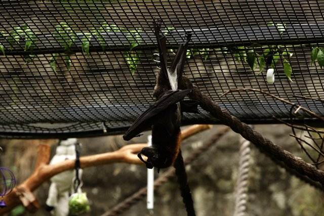 Oakland Zoo Encounter, 2023: The Bat's Pause