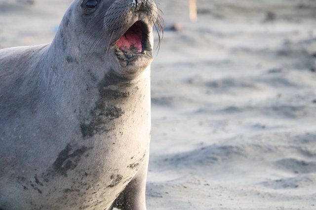 Young Elephant Seal Vocalizing on Drakes Beach