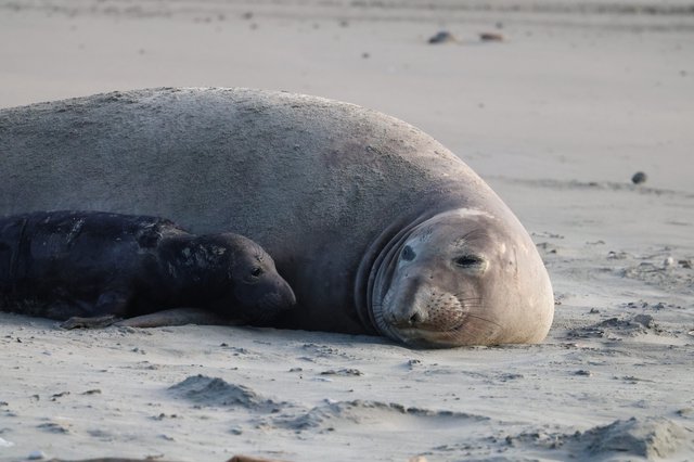 Elephant Seal Mother and Pup Resting on Beach