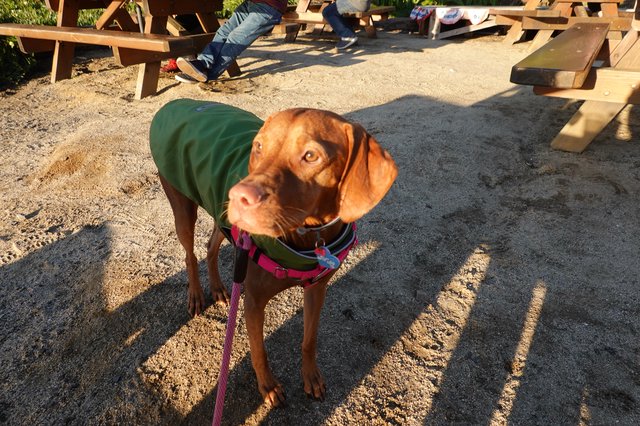 Chocolate Lab Wearing Green Vest at Construction Site
