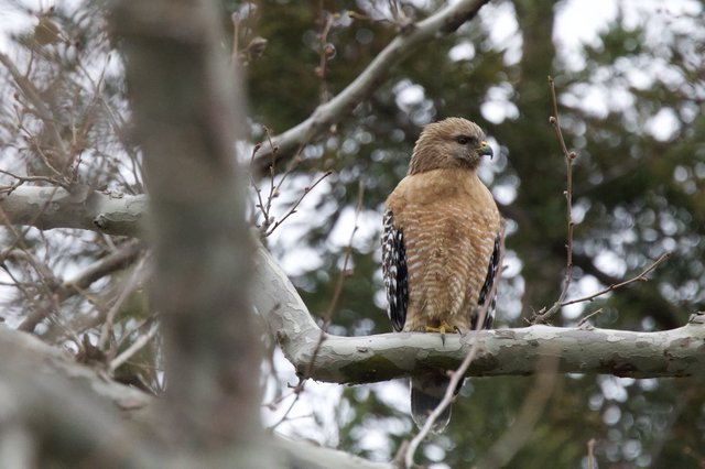 Red-shouldered Hawk Perched on Winter Branch
