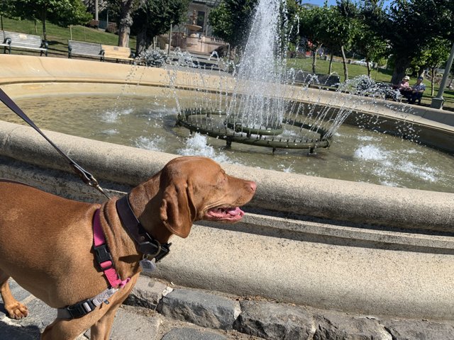 Vizsla at the Heart of the Music Concourse
