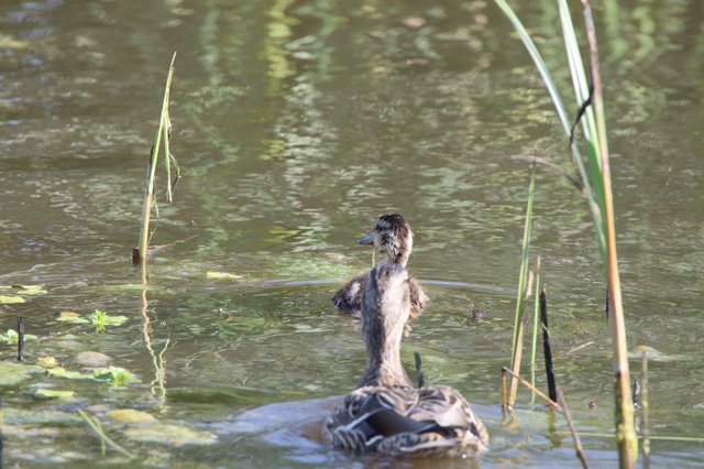 Young Grebe Swimming in Wetland Habitat