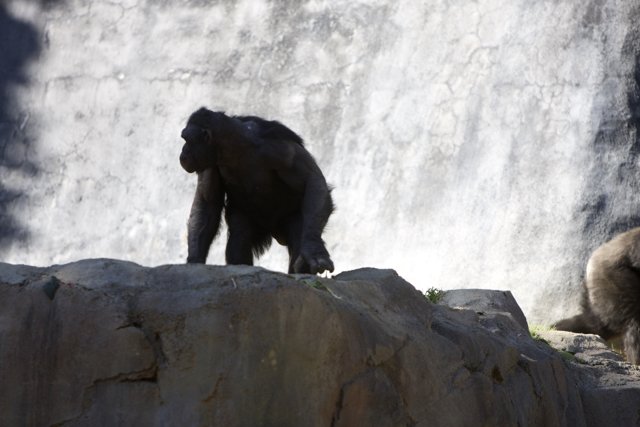 Chimpanzees exploring rocky terrain