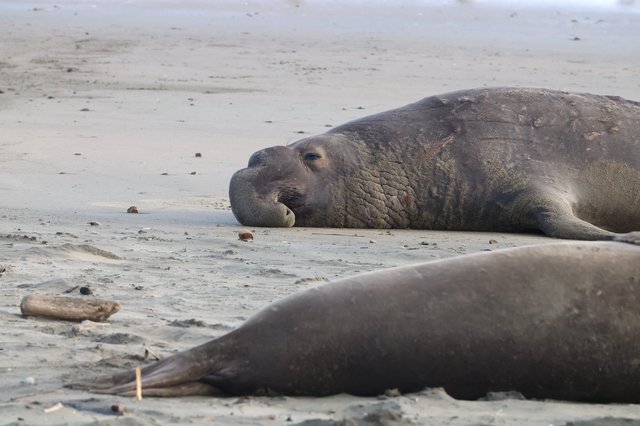 Elephant Seals Resting on Sandy Beach at Drakes Beach