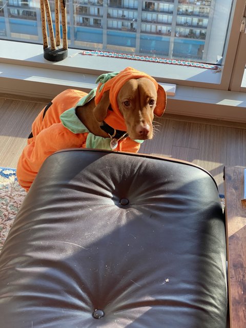 Canine Costume Couch Potato
