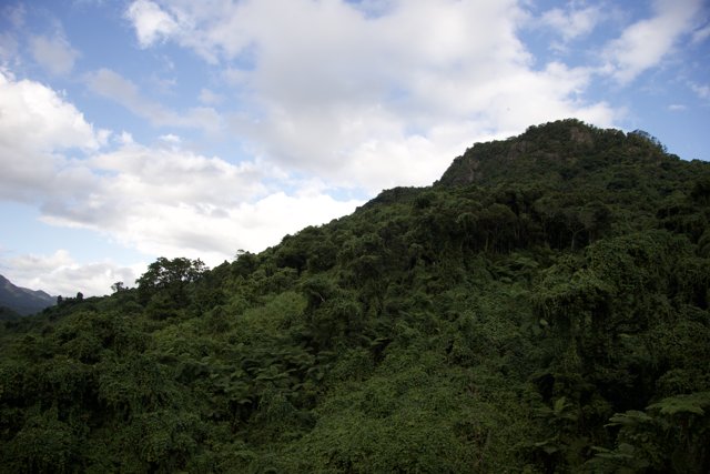 Majestic Mountain Amidst Verdant Forest