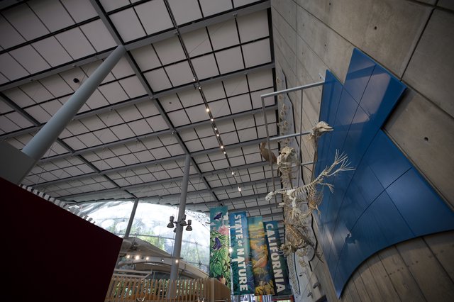 Suspended Sloth Skeleton Display in Modern Museum Atrium