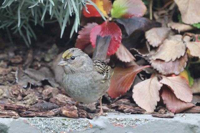 Golden-Crowned Sparrow Among Autumn Leaves in Backyard