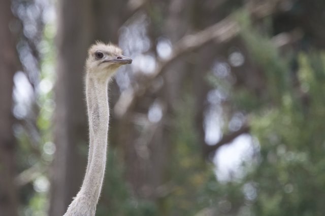 Majestic Ostrich at SF Zoo