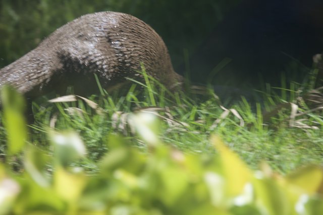 Otter in the Grass