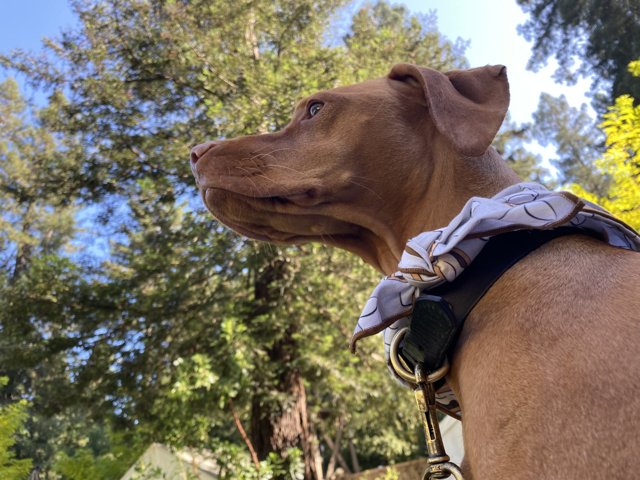Collared Canine Gazing at the California Sky