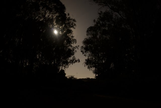 Lunar Brilliance Amid Presidio Pines