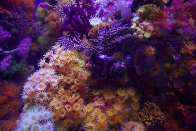 Vibrant coral reef full of life