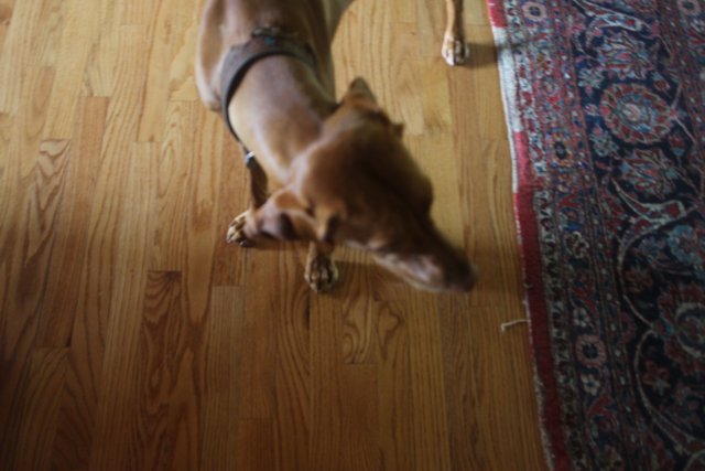 Canine on Hardwood Floor
