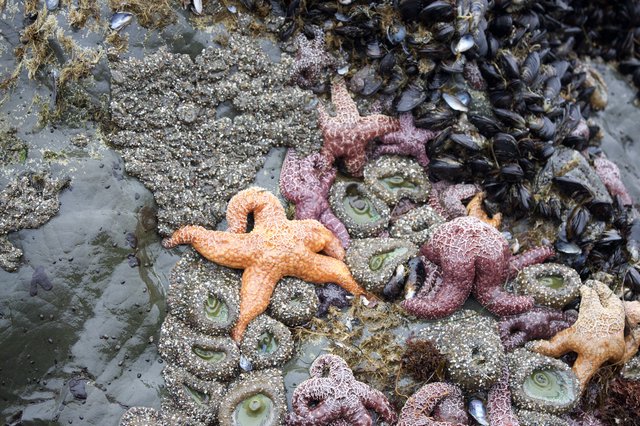 Colorful Sea Stars Clustered on Rocky Tidal Reef