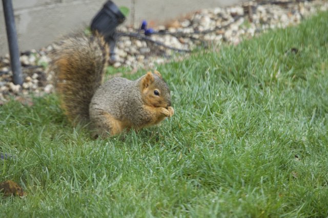 Fox Squirrel Munching Food on Suburban Lawn