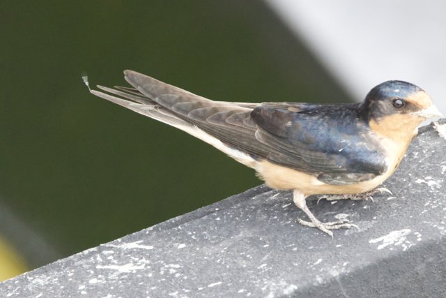 Elegant Swallow in San Pablo Bay