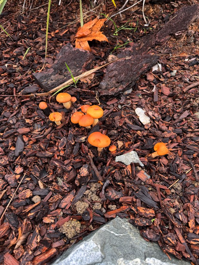 Vibrant Orange Mushrooms Growing Among Wood Chips and Decay