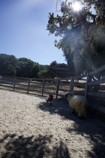 A Sunlit Encounter at Carmel Valley Ranch