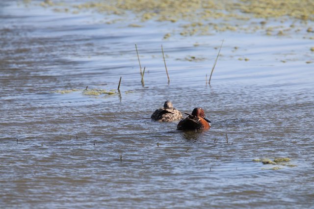 Pair of Cinnamon Teal Ducks Resting in Wetland Shallows
