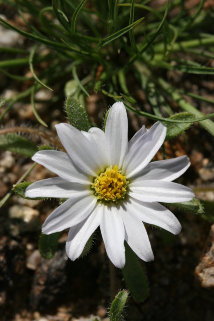 White Daisy in Spring
