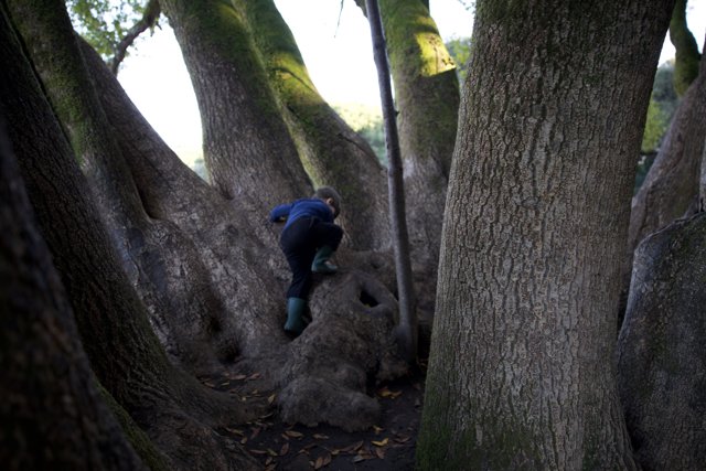 Climbing Among Giants