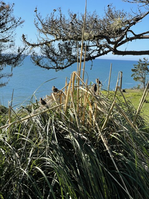 Coastal Bird Perched on Branch
