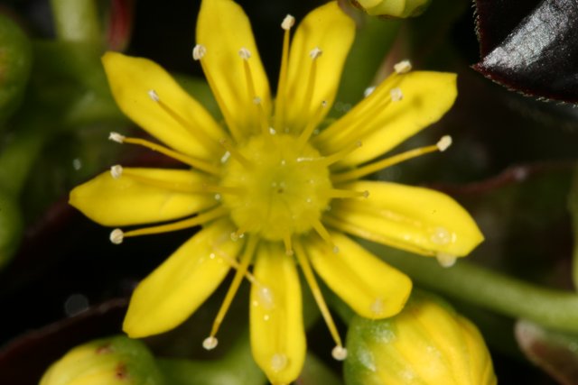 A Close-up of a Yellow Flower
